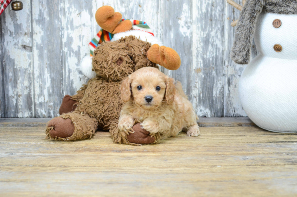 Best Cavapoo Baby