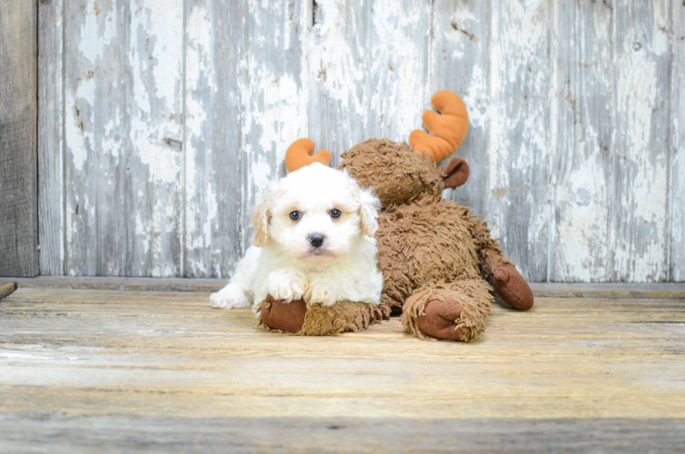 Little Cavalier Designer Puppy