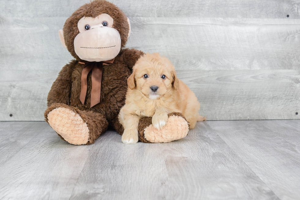 Mini Goldendoodle Puppy for Adoption