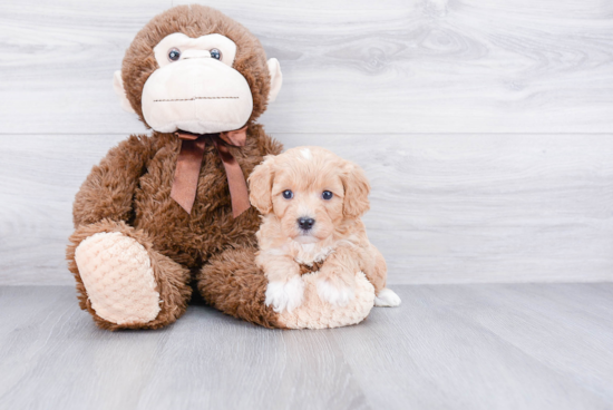 Best Cavapoo Baby