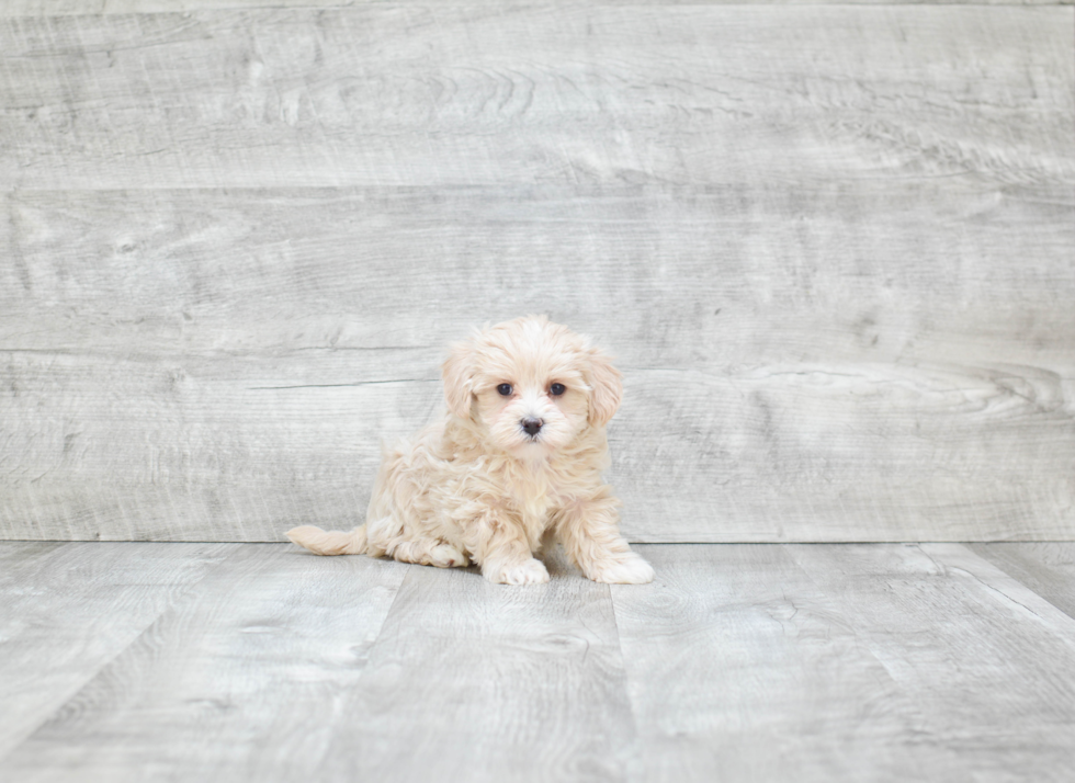 Maltipoo Puppy for Adoption