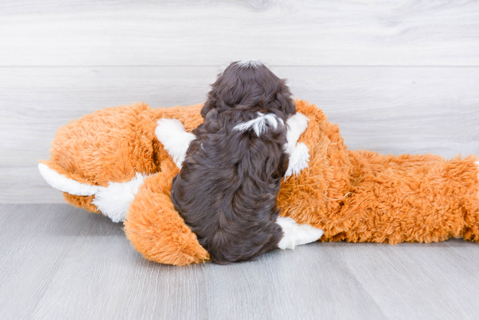 Havanese Puppy for Adoption