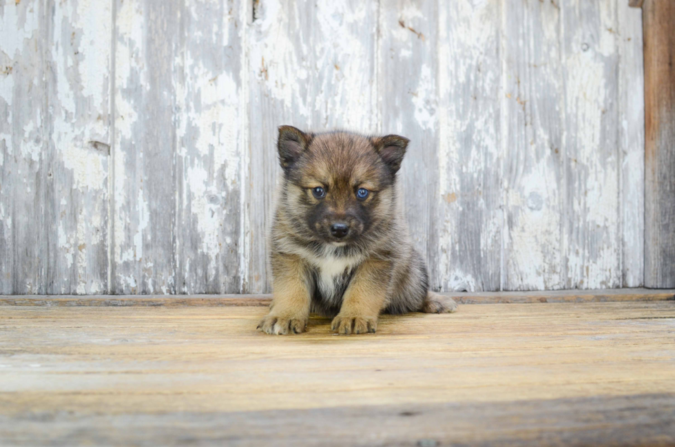 Funny Pomsky Designer Pup