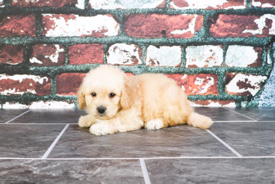 Best Mini Goldendoodle Baby