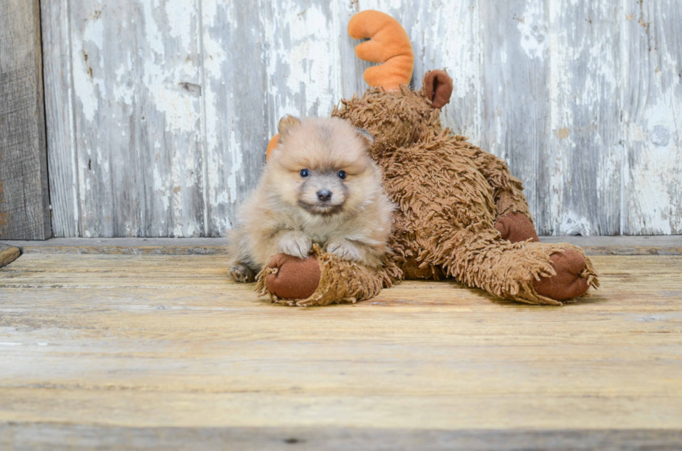 Best Pomeranian Baby