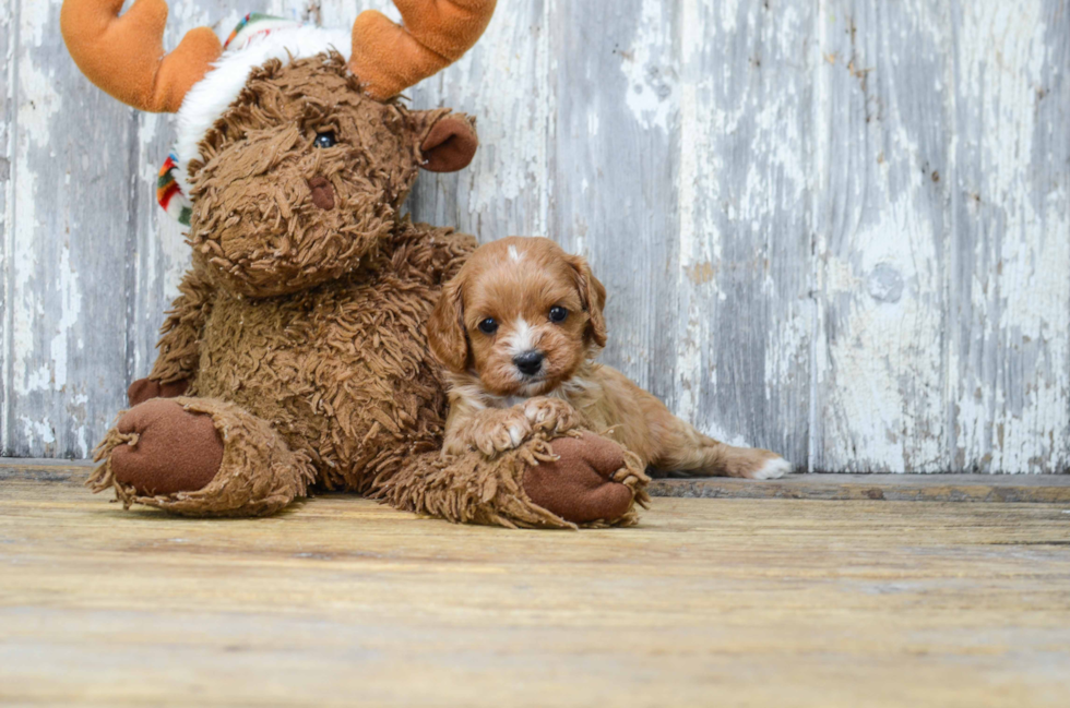 Happy Cavapoo Baby