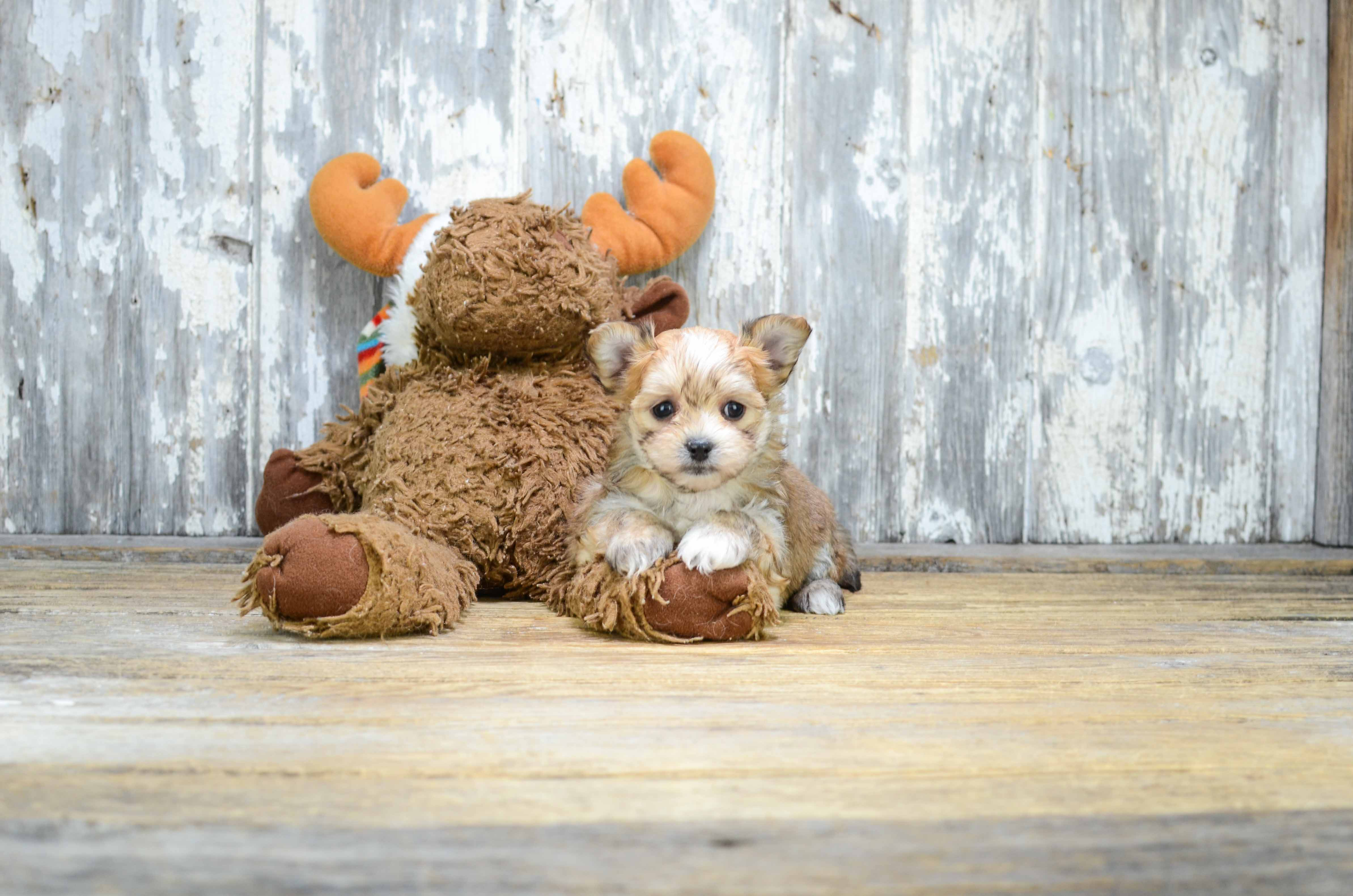 Morkie Pup Being Cute