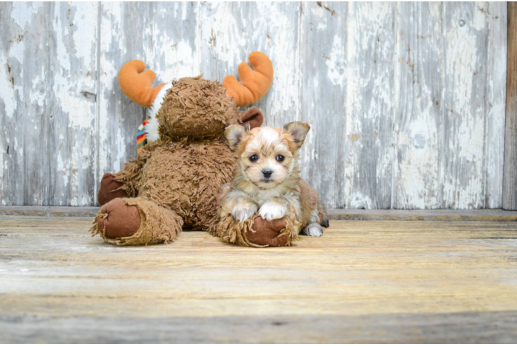 Morkie Pup Being Cute