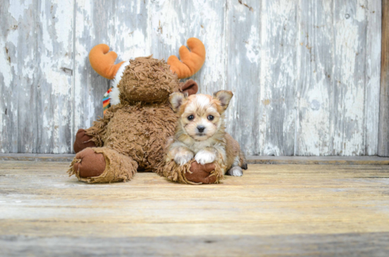 Morkie Pup Being Cute