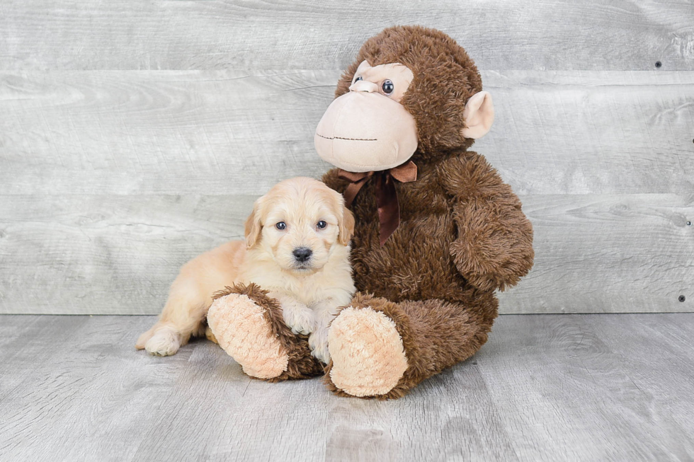 Best Mini Goldendoodle Baby