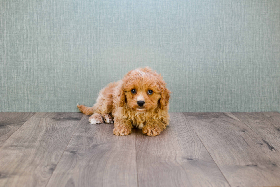 Best Cavapoo Baby