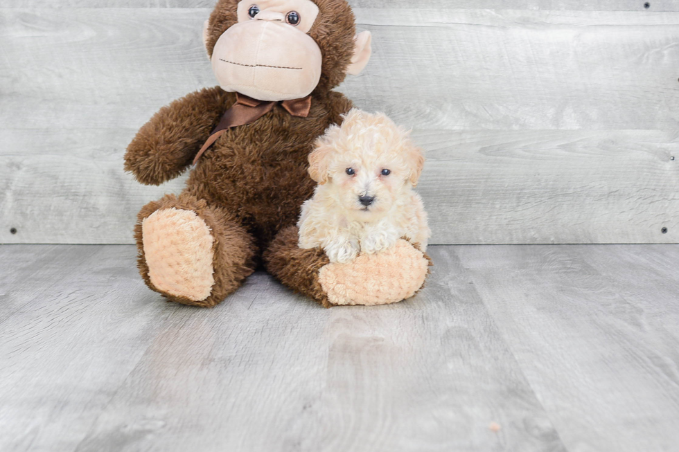Maltipoo Pup Being Cute