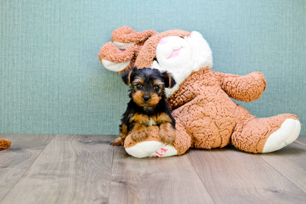 Meet  Joey - our Yorkshire Terrier Puppy Photo 