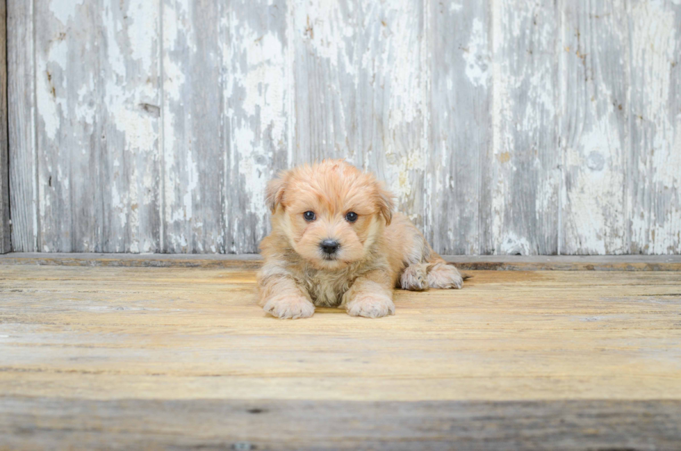 Morkie Pup Being Cute