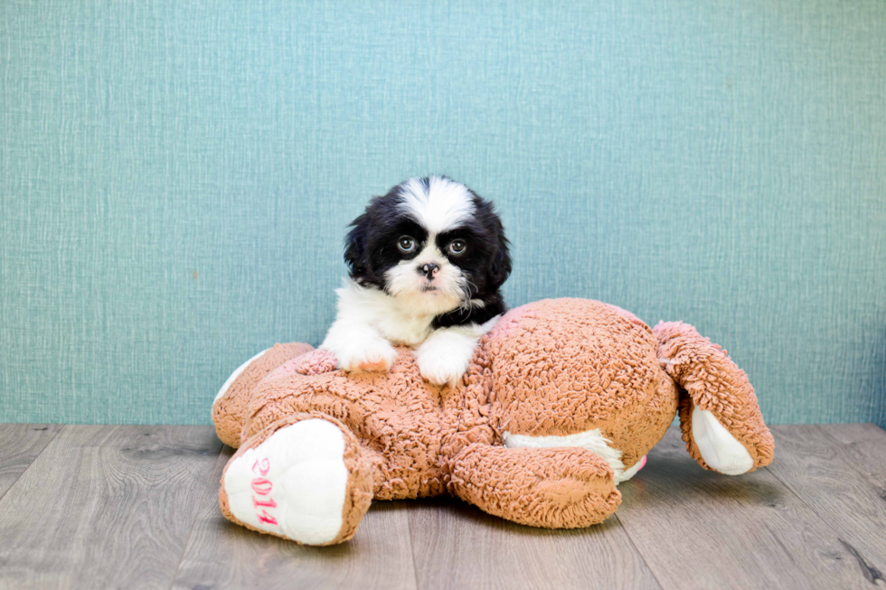 Fluffy Teddy Bear Designer Pup