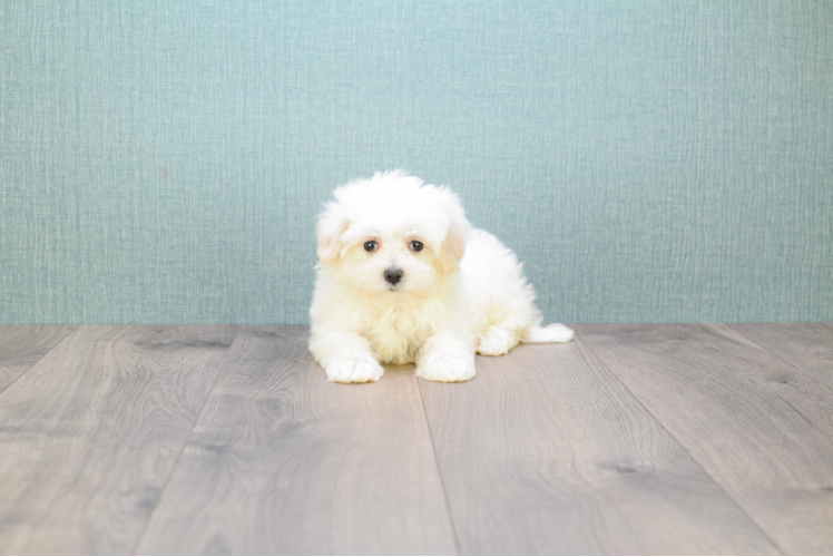 Akc Registered Maltese Purebred Pup