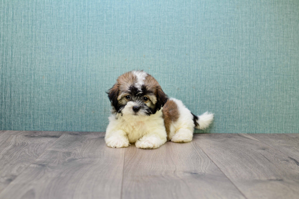 Best Havanese Baby