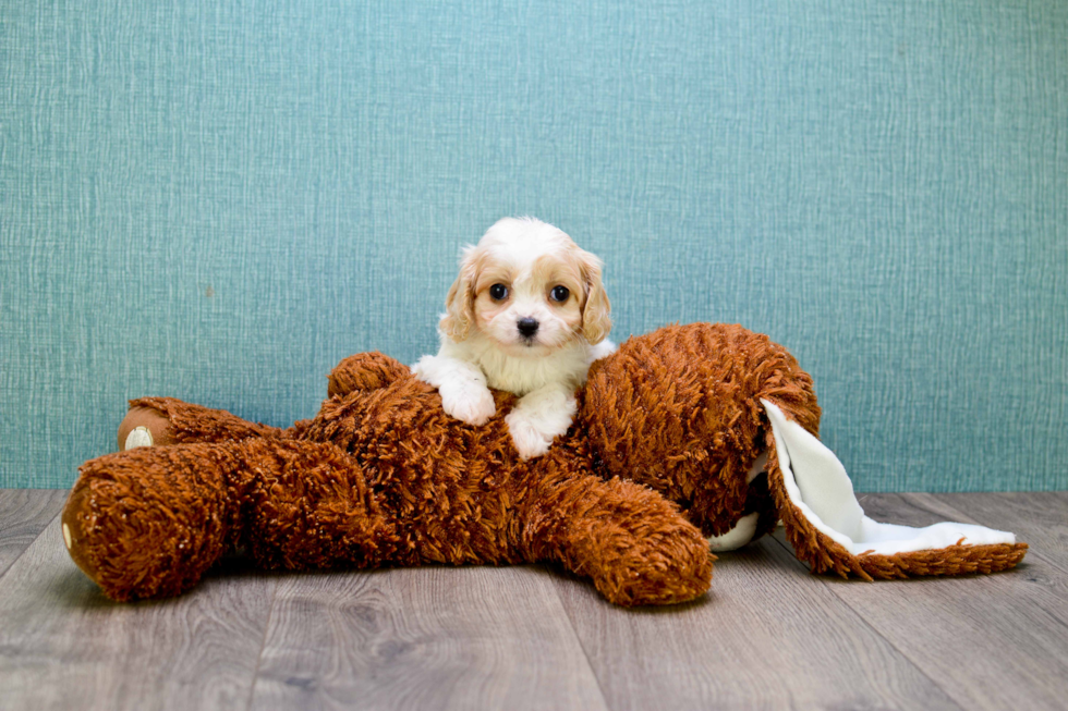 Happy Cavachon Baby