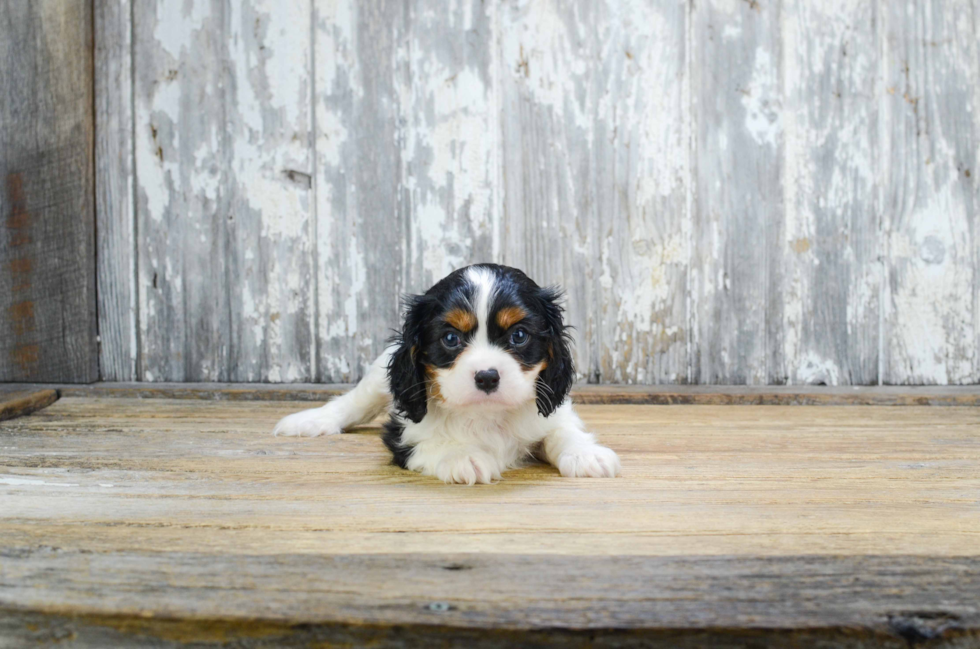 Cute Cavalier King Charles Spaniel Purebred Puppy