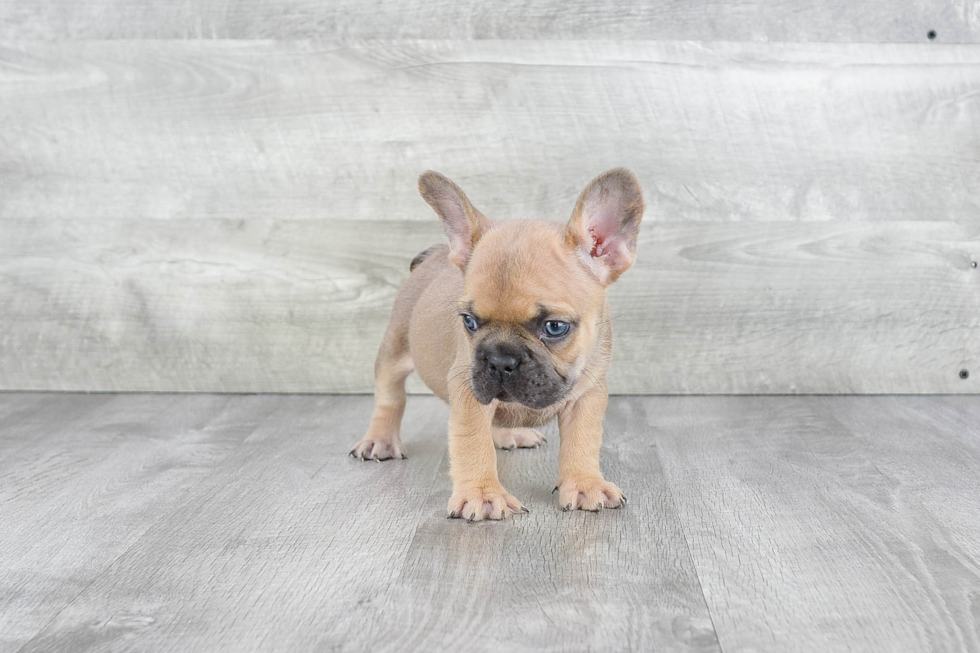 Friendly French Bulldog Purebred Pup