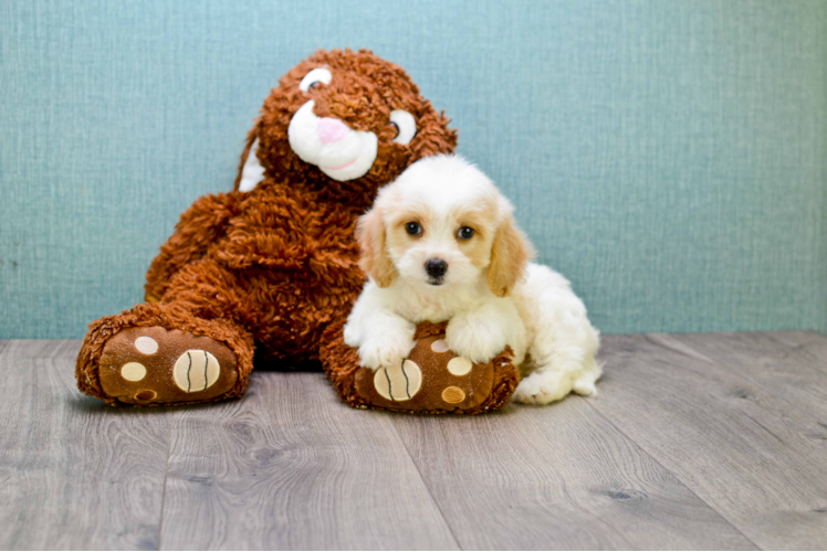 Happy Cavachon Baby