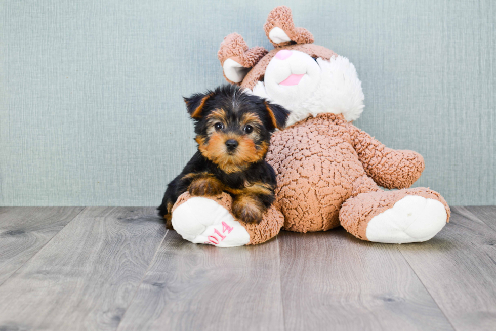 Meet Bella - our Yorkshire Terrier Puppy Photo 