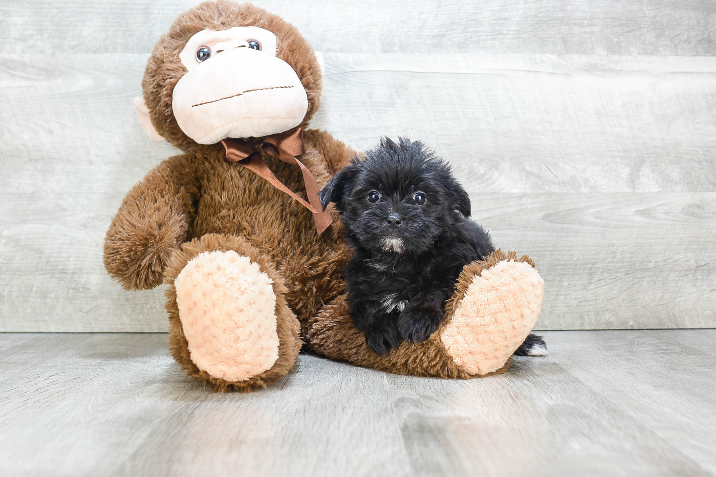 Petite Morkie Designer Pup