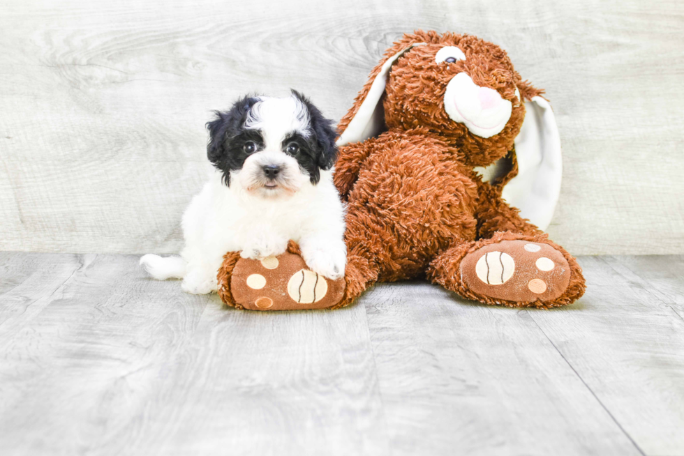 Little Havanese Purebred Pup