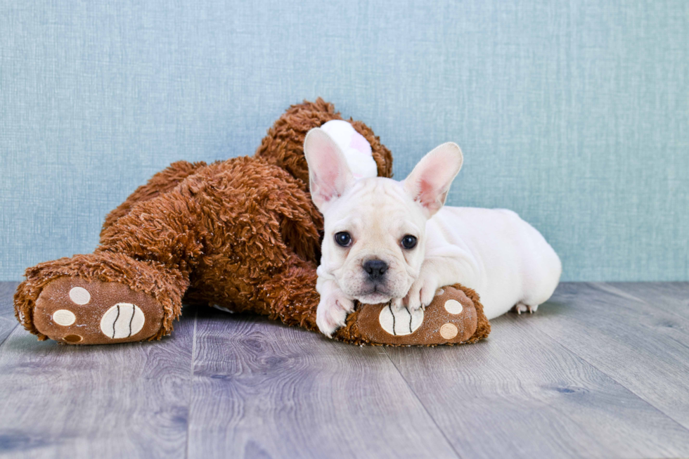 Best French Bulldog Baby