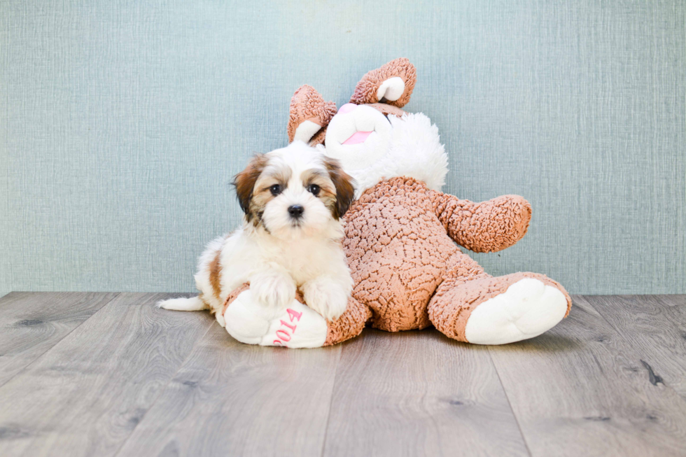 Teddy Bear Pup Being Cute