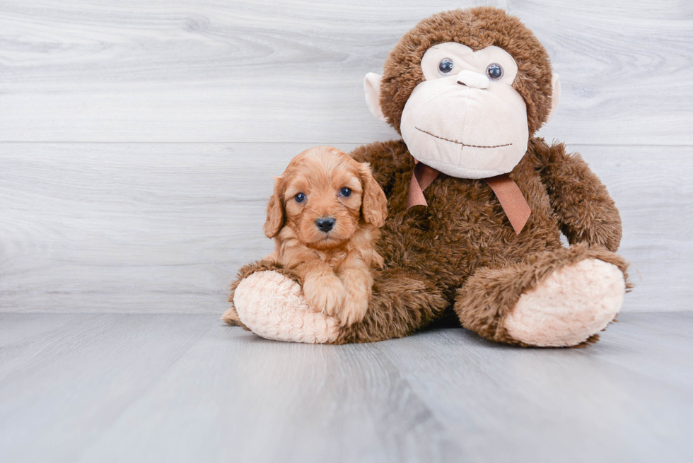 Cavapoo Pup Being Cute