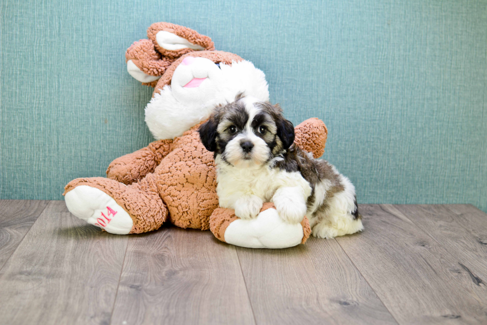 Friendly Teddy Bear Baby