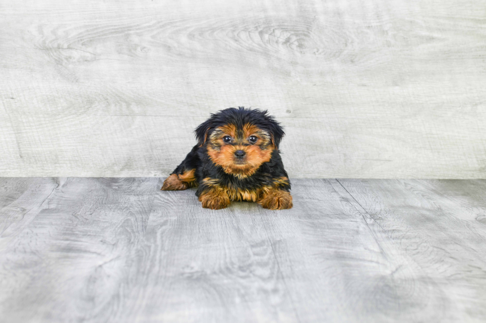 Meet Avery - our Yorkshire Terrier Puppy Photo 