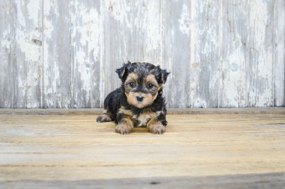 Morkie Puppy for Adoption