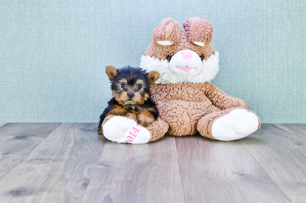 Meet Twinkle - our Yorkshire Terrier Puppy Photo 