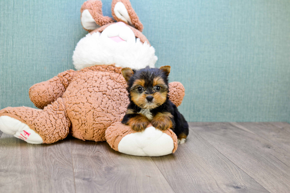 Meet Bella - our Yorkshire Terrier Puppy Photo 