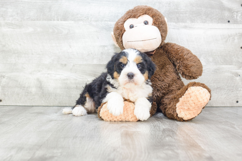 Mini Bernedoodle Pup Being Cute