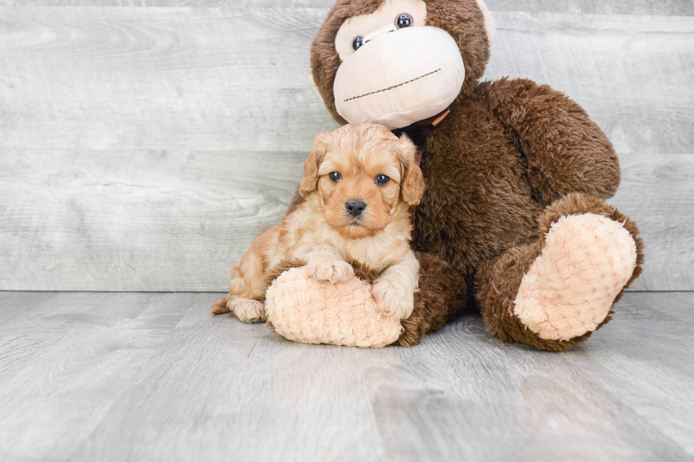 Best Cavapoo Baby