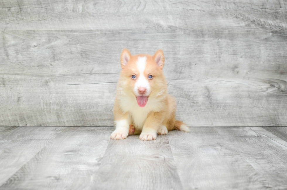 Pomsky Pup Being Cute