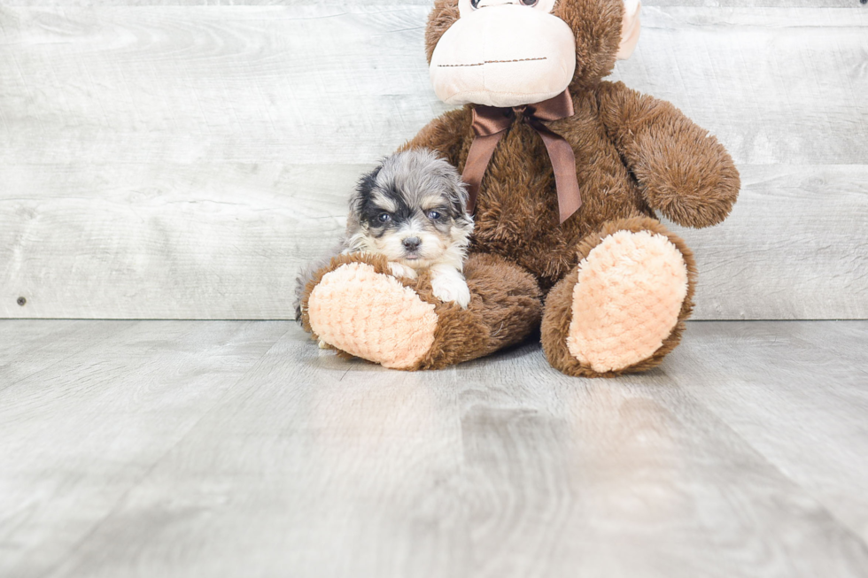 Mini Aussiedoodle Puppy for Adoption