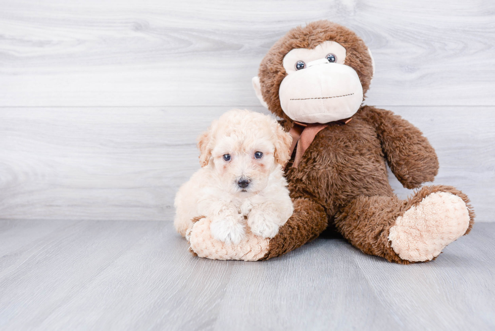 Maltipoo Pup Being Cute