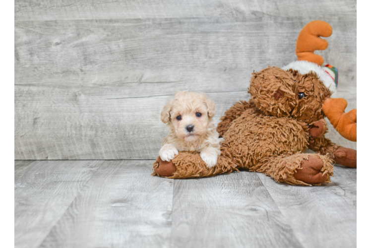 Fluffy Maltipoo Poodle Mix Pup