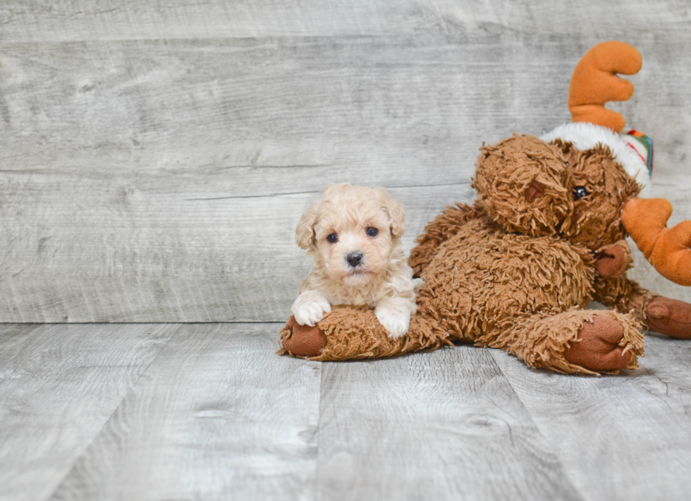 Fluffy Maltipoo Poodle Mix Pup