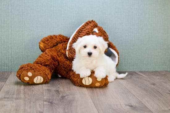 Best Maltipoo Baby