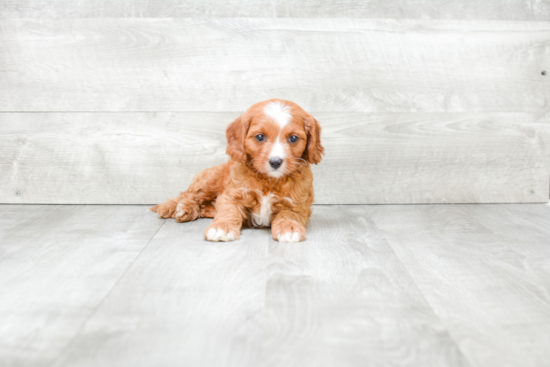 Small Cavapoo Baby