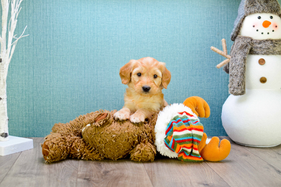 Meet Miniature-Rover - our Mini Goldendoodle Puppy Photo 