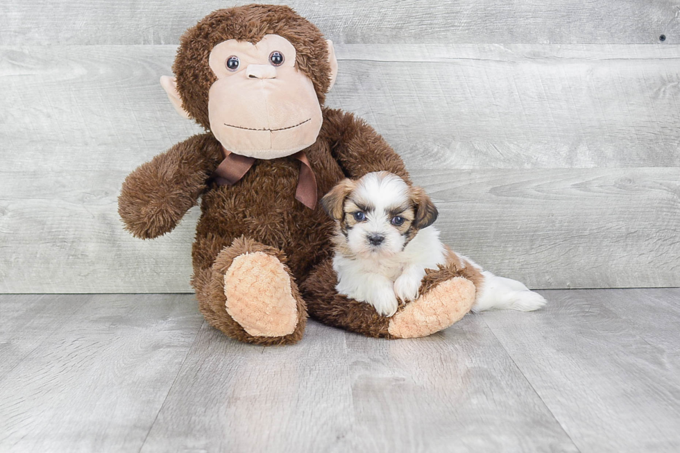 Cute Teddy Bear Baby