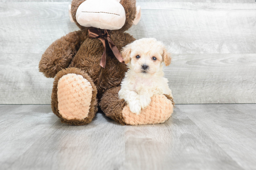 Petite Maltipoo Poodle Mix Pup