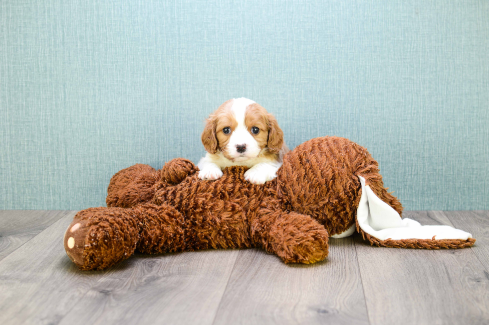 Meet William - our Cavalier King Charles Spaniel Puppy Photo 