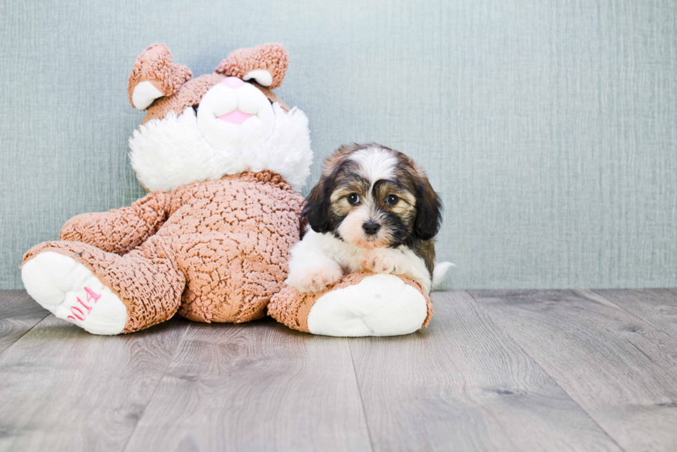 Popular Teddy Bear Designer Pup